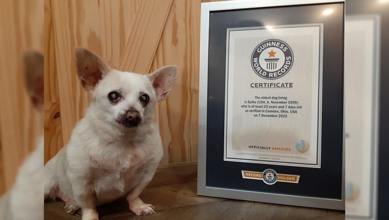 Spike, a 23-year-old Chihuahua mix, is pictured in a provided image. (Credit: Guinness World Records)