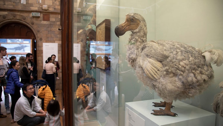 The Smart, Agile, and Completely Underrated Dodo Bird - The Atlantic