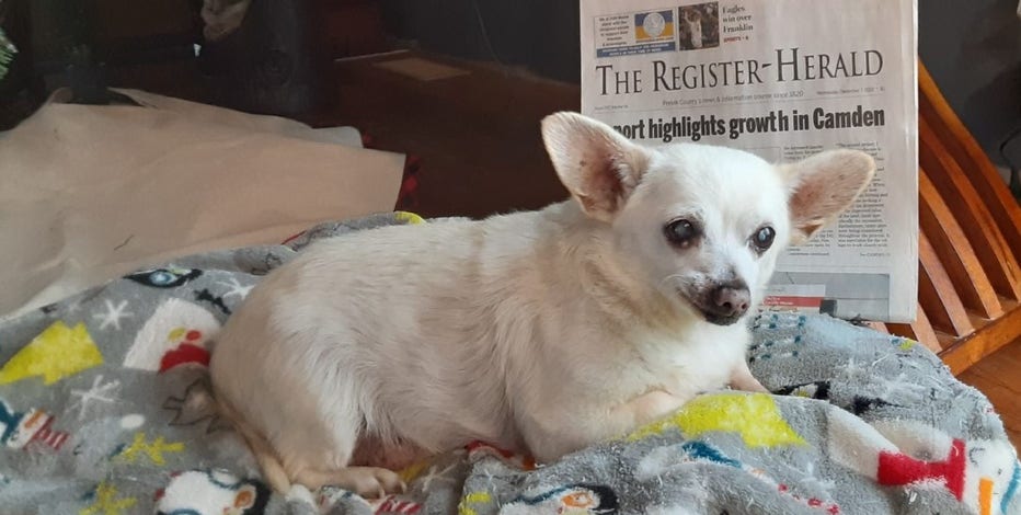 Spike, a Chihuahua mix from Ohio, named world's oldest living dog