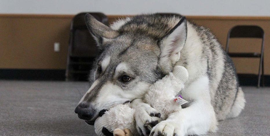 husky wolf puppies