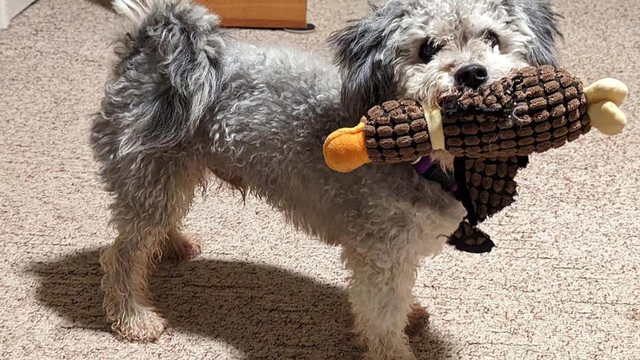 Benzo is pictured in a provided image. (Credit: Asheville Humane Society)