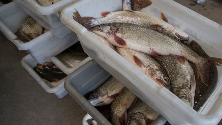 FILE - Lake trout taken from Lake Superior are pictured in a file image dated May 8, 2018, in Duluth, MN. (Photo By Jerry Holt/Star Tribune via Getty Images)