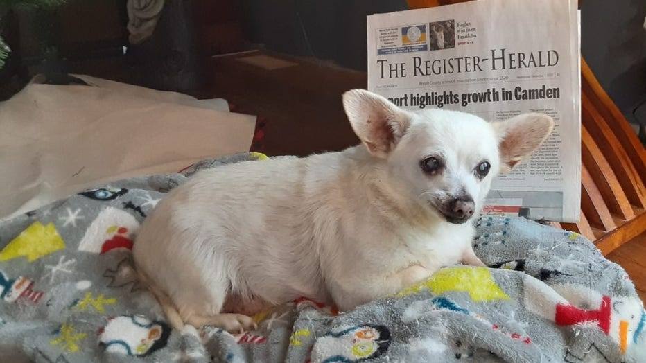 Spike, a 23-year-old Chihuahua mix, is pictured in a provided image. (Credit: Guinness World Records)