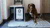 Bobi, 30-year-old dog in Portugal, breaks record for world's oldest dog ever