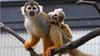 12 squirrel monkeys were stolen from Louisiana zoo, officials say