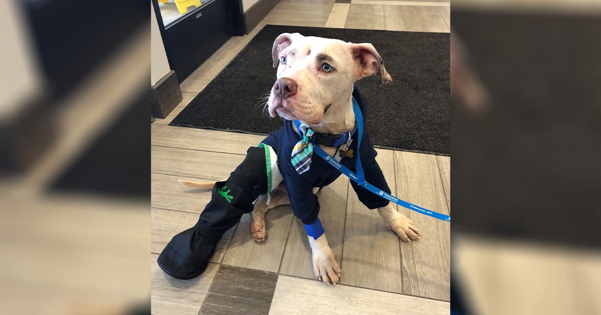 Puppy thrown from stolen car during police chase found safe on side of ...