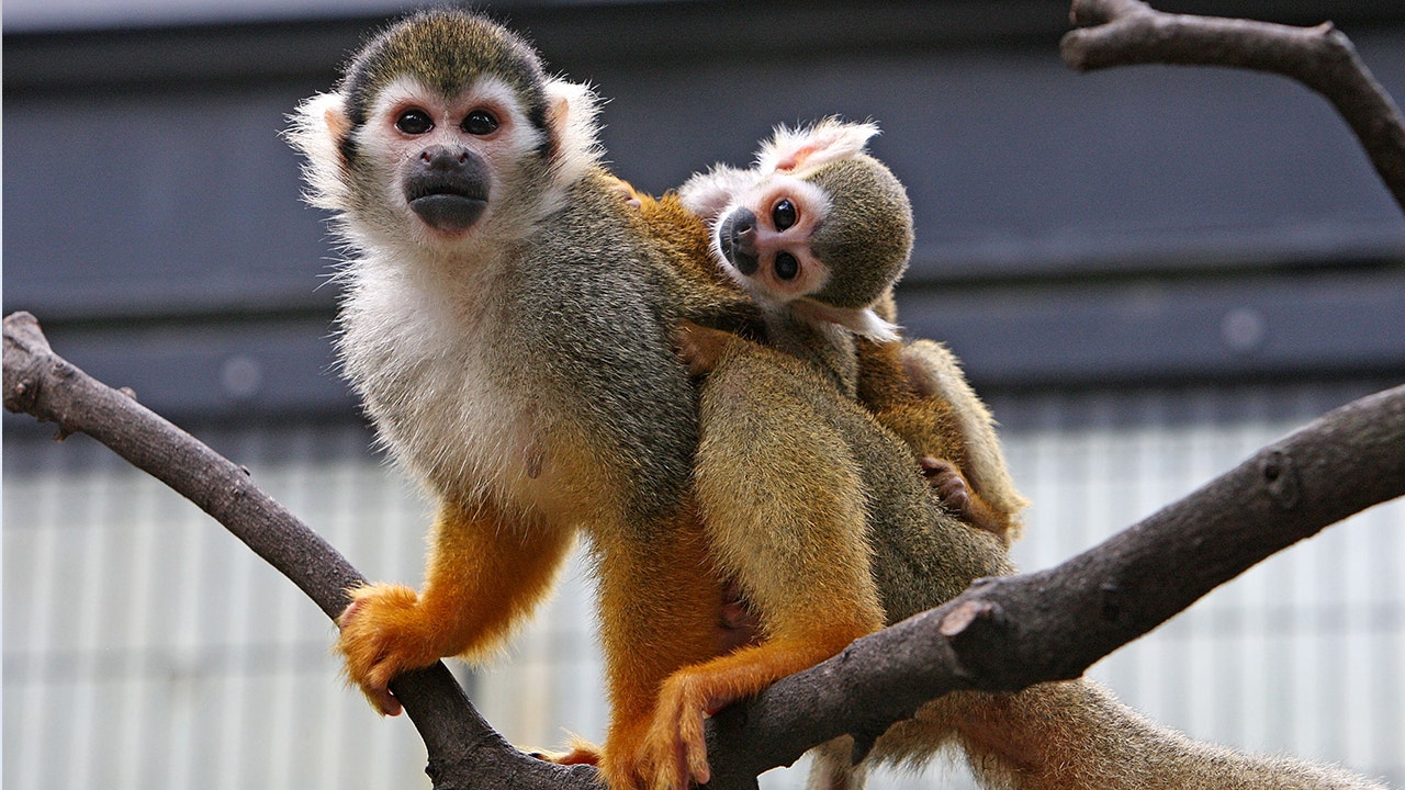 12 monkeys missing from Louisiana zoo as search for thief