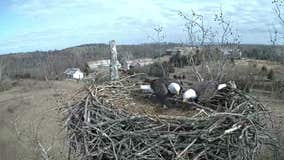 Watch: Bald eagles, 'branch managers' work together to build nest