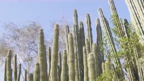 Too much water: Arizona cacti getting waterlogged due to heavy rain in the region