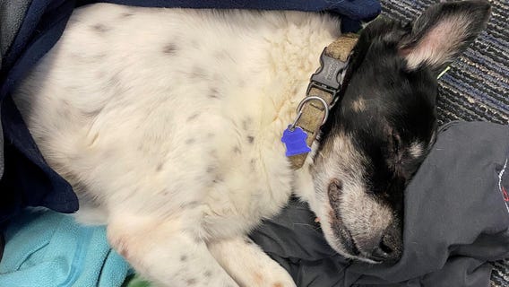 Deputy finds elderly dog nearly frozen to death, returns pet to owner