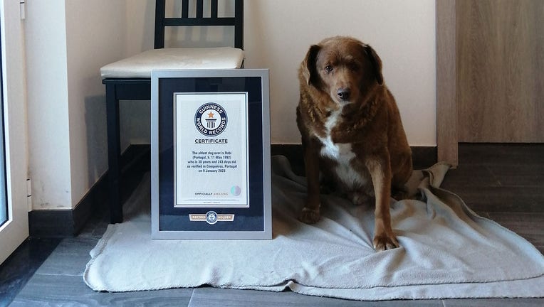 Bobi, a Rafeiro do Alentejo from Portugal, is pictured in a provided image. (Credit: Guinness World Records)
