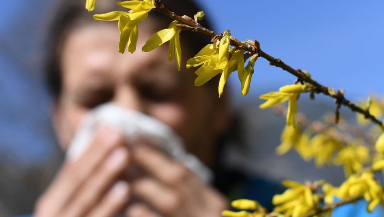 FILE IMAGE - A man with hay fever and a tissue stands next to a flowering shrub. (Photo by Angelika Warmuth/picture alliance via Getty Images)