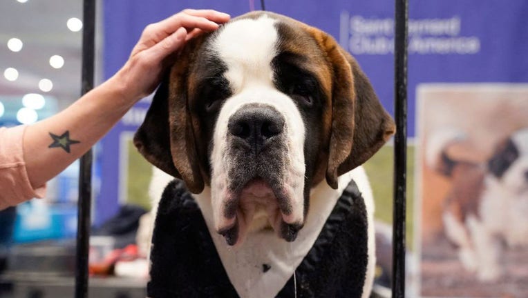 FILE IMAGE - A person pets a Saint Bernard during the American Kennel Club's annual Meet the Breeds event at the Jacob K. Javits Convention Center in New York on Jan. 28, 2023. (Photo by TIMOTHY A. CLARY/AFP via Getty Images)