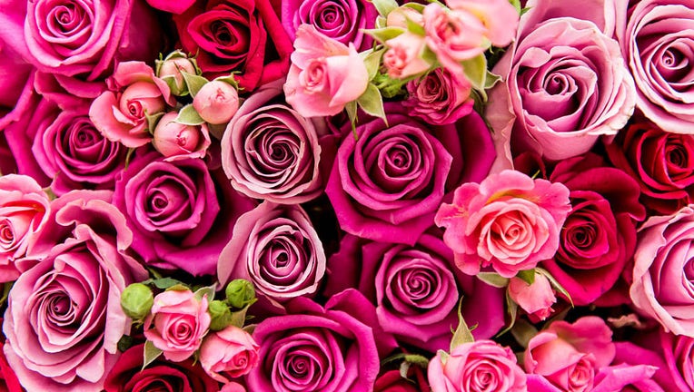 FILE - Roses are pictured in a file image dated Feb. 13, 2015, in London, England. (Photo by Ian Gavan/Getty Images for ASDA)