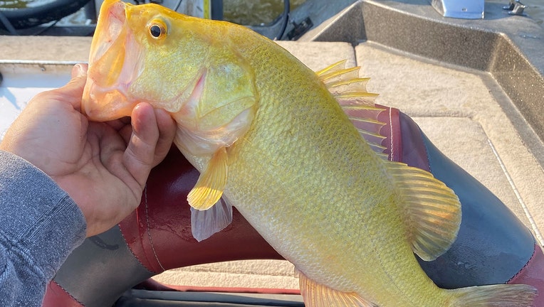 Jacob Moore, an arborist in Virginia, caught a 16.5-inch golden largemouth bass from the lower James River. (Jacob Moore courtesy of Virginia Department of Wildlife Resources)