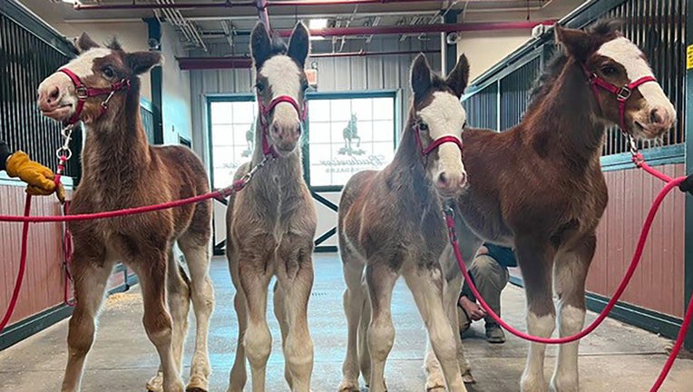 The four colts recently born at Warm Springs Ranch, a 300-plus-acre breeding and training facility for the Budweiser Clydesdales in Boonville, Missouri, are pictured in a provided image. (Credit: Warm Springs Ranch)