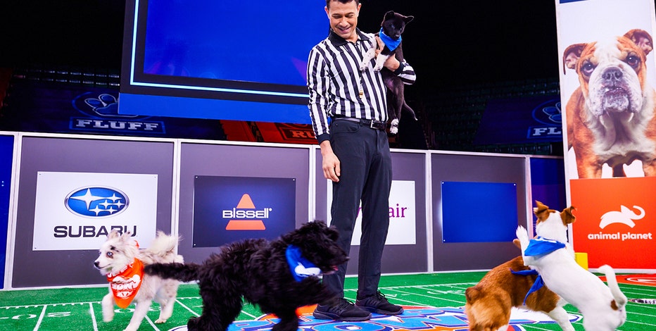 How to Become the Puppy Bowl Referee