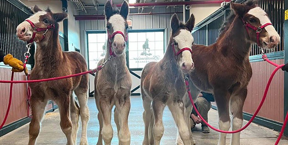 Clydesdales take the field on Opening Day 2023 