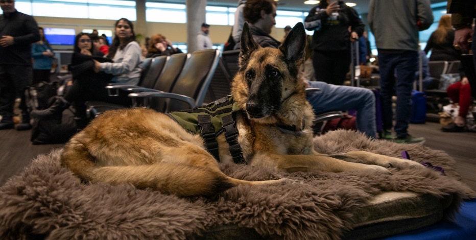 America's VetDogs offer free service dogs to our military and