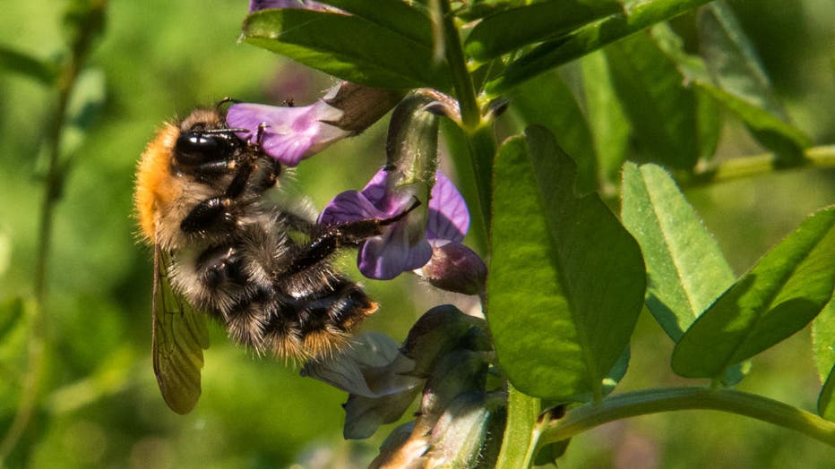 A bumblebee sits on a wildflower. (Photo by Daniel Bockwoldt/picture alliance via Getty Images)