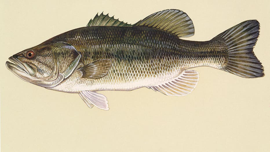 File - Largemouth bass illustration by Duane Raver. (Photo by VCG Wilson/Corbis via Getty Images)