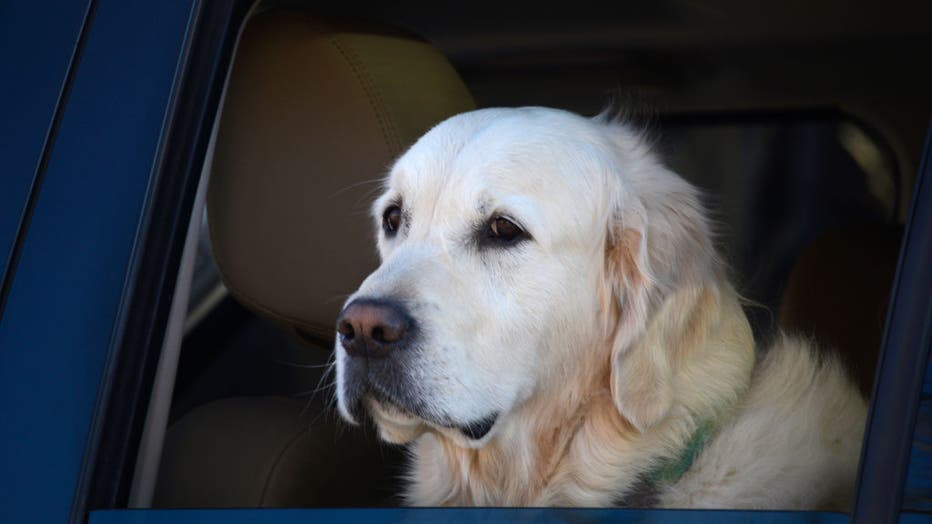 FILE IMAGE - A Labrador Retriever waits in the car while its owner visits a shop in Santa Fe, New Mexico. (Photo by Robert Alexander/Getty Images)