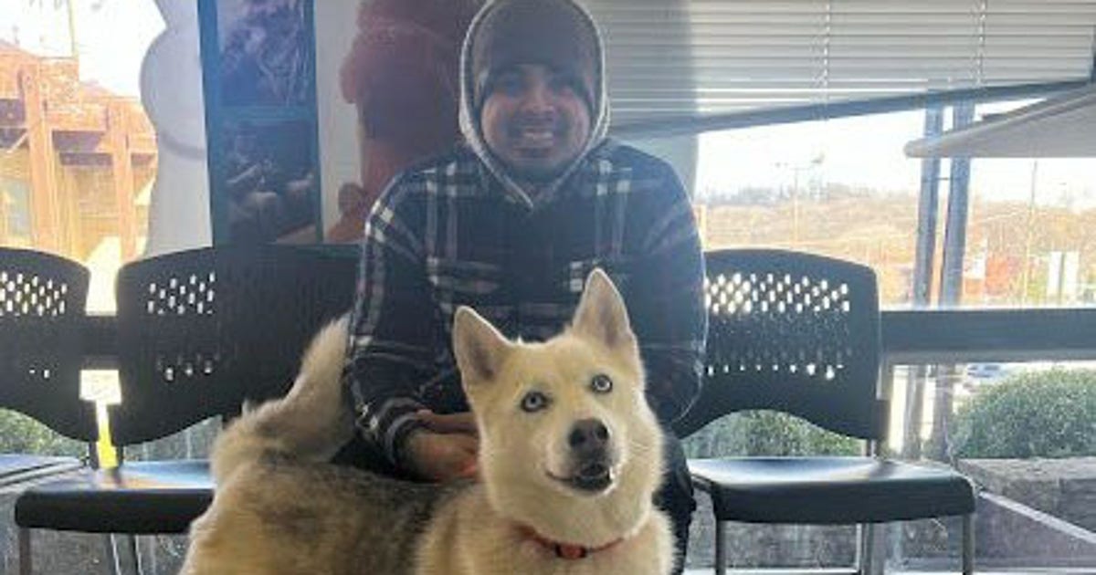 Dog reunited with owner 2,000 miles away thanks to microchip | LiveNOW ...
