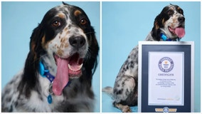 Arizona dog earns Guinness World Record for longest tongue