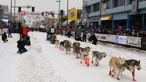 Iditarod starts with smallest field ever in iconic sled dog race