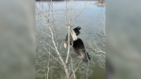 Bald eagle tangled in tree branches rescued by linemen