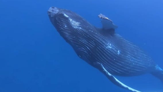 Hawaiian man nicknamed 'Dolphin Dave' accused of harassing humpback whale