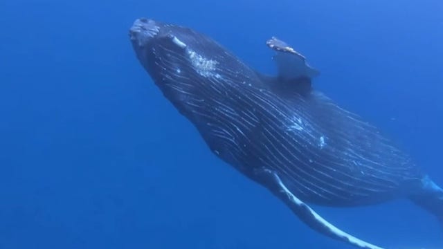 Hawaiian man nicknamed 'Dolphin Dave' accused of harassing humpback whale