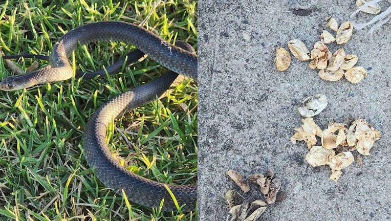 snake3.jpg