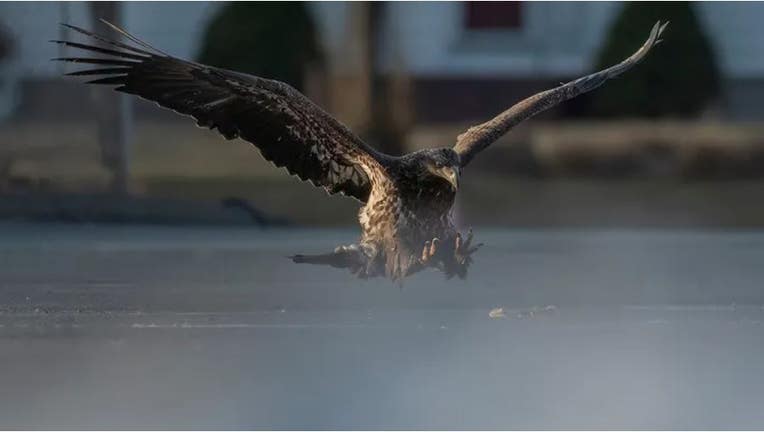 A bald eagle opens its talons to grab a pizza in Connecticut on March 8, as photographed by Doug Gemmell. (Doug Gemmell Nature Photography)