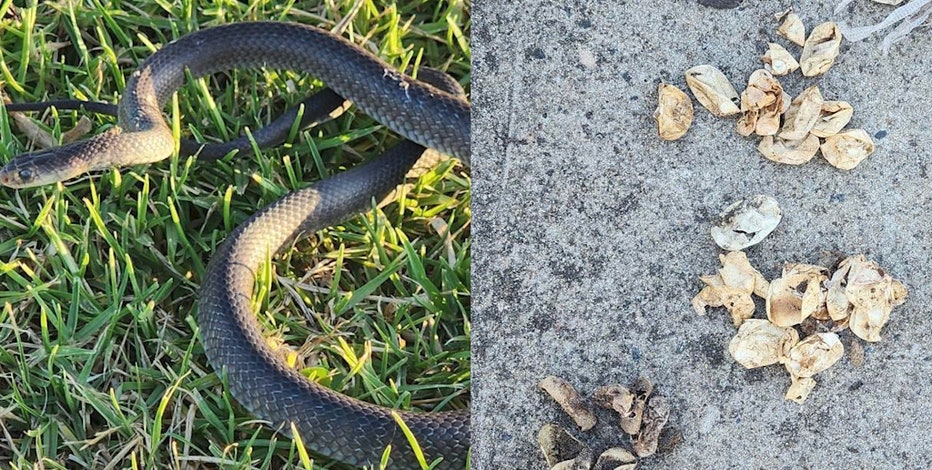 Watch Out For These Two Venomous Snakes In New Jersey