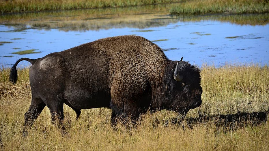 A bison grazes on grasses in the Hayden Valley section of Yellowstone National Park in Wyoming. (Photo by Robert Alexander/Getty Images)