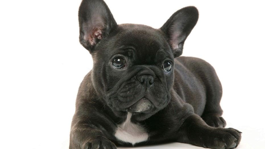 French Bulldog Named America's Most Popular Dog by the AKC