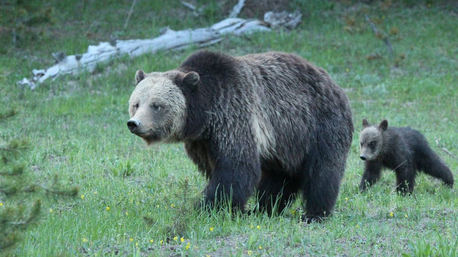 FILE - A Mother Grizzly and her cub walk through a meadow in Yellowstone National Park. (Photo by Will Powers/SOPA Images/LightRocket via Getty Images)