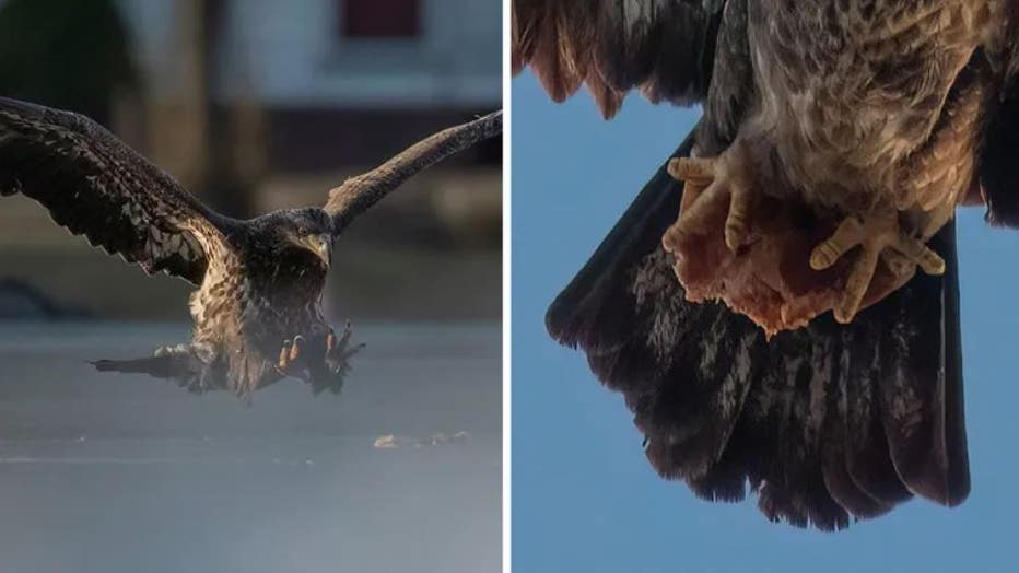 Doug Gemmell, a photographer and resident of South Windsor, Connecticut, snapped a photo on March 8 of a juvenile bald eagle flying off with half a slice of pepperoni pizza near Wethersfield Cove. (Doug Gemmell Nature Photography)