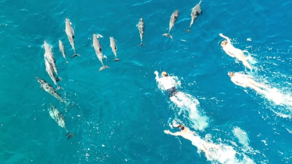 Drone footage shared by the Hawaii Department of Land and Natural Resources shows the group of swimmers in the water with the wild dolphins in waters off the Big Island. (Credit: Hawaii Department of Land and Natural Resources)