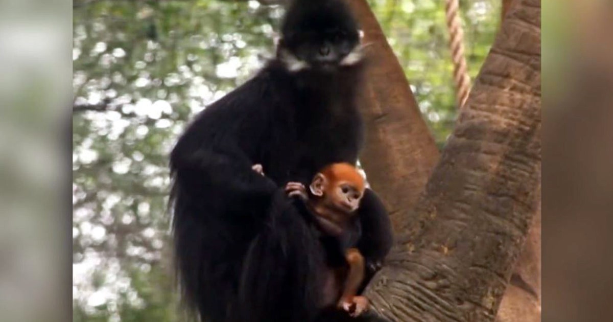 monkey-2.jpg?ve=1&tl=1