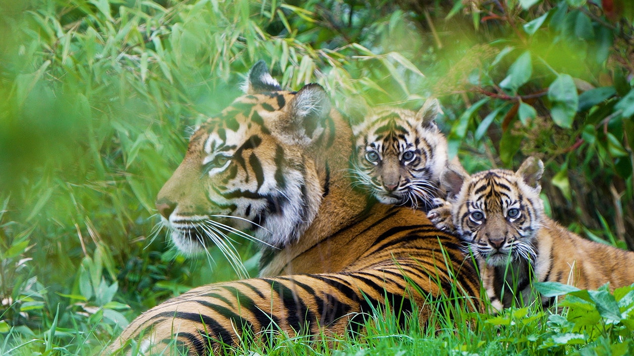Watch: Twin tiger cubs emerge from their den for the first time