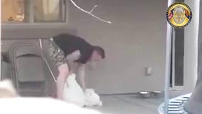 Dog abuse at Peoria home caught on video, suspect arrested