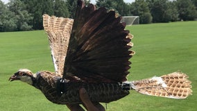 Taxidermy bird drones aim to assist, advance wildlife research