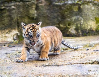 Sumatran tiger twins thriving in first public appearance at Chester Zoo -  BBC News