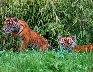 Sumatran tiger twins thriving in first public appearance at Chester Zoo -  BBC News