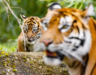 Sumatran tiger twins thriving in first public appearance at Chester Zoo -  BBC News