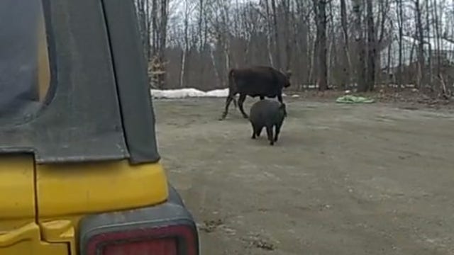 Woman jogging injured by charging cow that escaped nearby farm