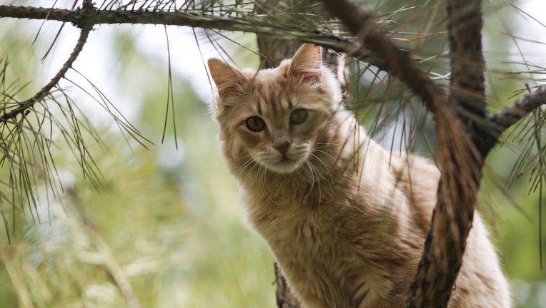 FILE - A cat is pictured in a file image dated April 1, 2023. (Photo by Arman Onal/Anadolu Agency via Getty Images)