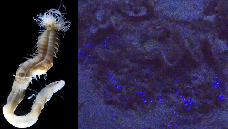 Polycirrus onibi, a newly discovered marine worm that glows in the dark, was named after a creature from Japanese folklore. (Credit: Naoto Jimi / Nagoya University) (Right) The new species of luminescent Polycirrus worms that emit blue-purple light.